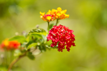 Red and orange shasta