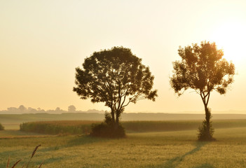 Trees in the Morning
