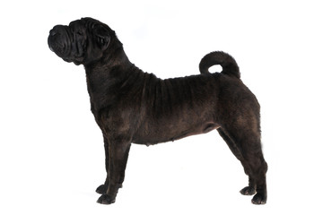 Obraz premium Shar-Pei Dog Show Stack on white