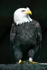 Foto op Plexiglas Captive Bald Eagle © Peter Wey