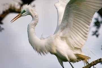 Angry White Egret