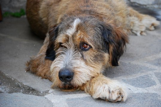 dog