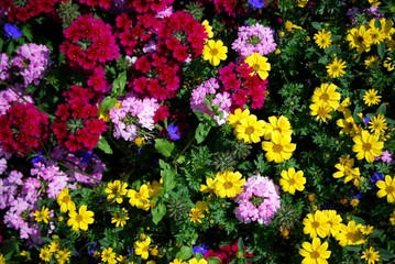 fiori
