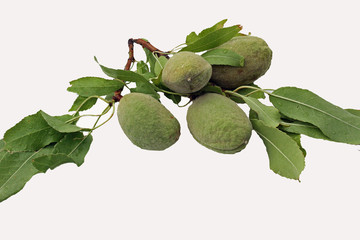 4 amandes