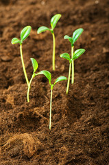 Green seedling illustrating concept of new life