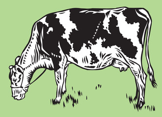 cow
