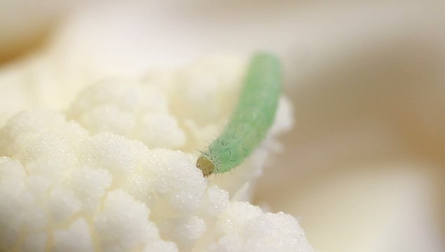 Cabbage caterpillar eats fresh cauliflower, macro.