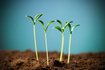 Green seedling illustrating concept of new life