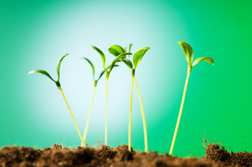 Green seedling illustrating concept of new life