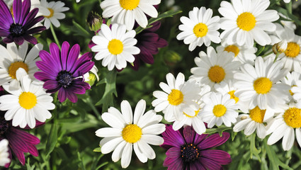 White and violet flower contrast in summer garden