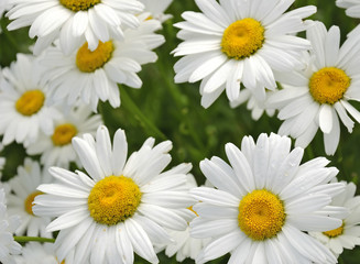 Fototapeta premium Garden daisy meadow