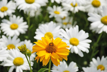 Yellow daisy flower on a white daisies background