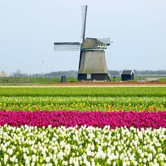 windmill with tulip field at Sint-Maartens-vlotbrug, Netherlands