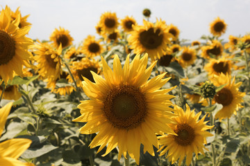 Gorgeous sunflower