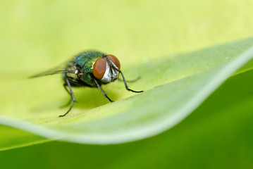 Makro einer Goldfliege (Schmeißfliege)