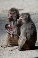 Naklejka premium Pavianfamilie