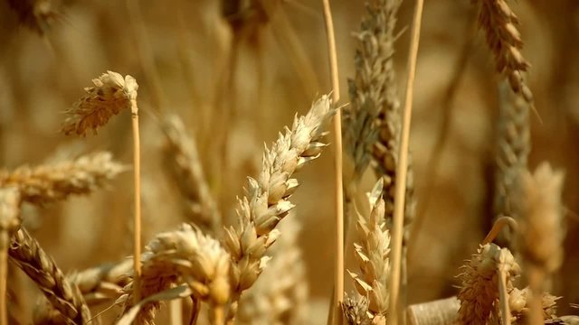 Wheat