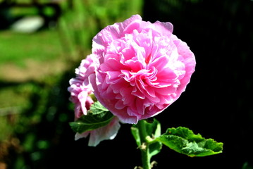 Pink Hollyhock