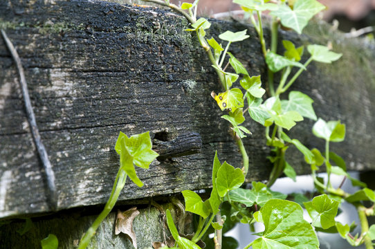 Alter Holzbalken mit Moos