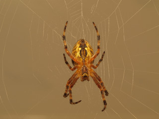 Spinne im Netz