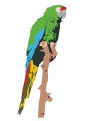 Mexican military macaw (Ara militaris mexicana)