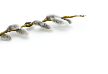 Weidenkätzchen Zweig isoliert auf weiß