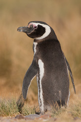 Magellan Penguin (Spheniscus magellanicus) in Patagonia