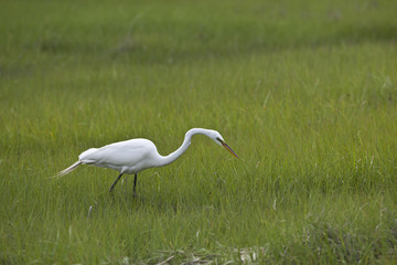Fototapeta premium Great Egret (Ardea alba) hunting fish in grass