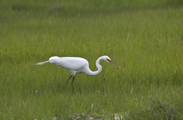 Fototapeta premium Great Egret (Ardea alba) hunting fish in grass