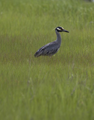 Yellow-crowned night-heron (Nyctanassa violacea)