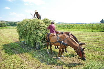 coppia al lavoro sul campo