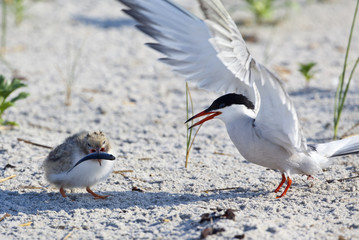 Common Tern (Sterna Hirundo) feeding baby