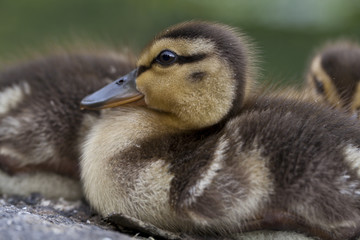 Baby Mallard ducks huddled on rocks in Central Park