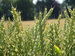 field of wheath 3