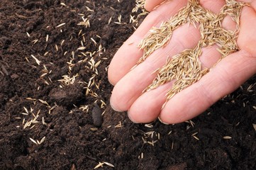 hand sowing seed