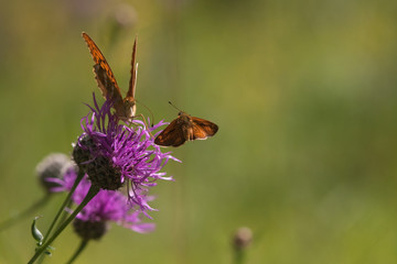 Schmetterlingsbegegnung