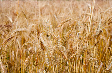 Ripe wheat