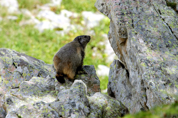 marmotte