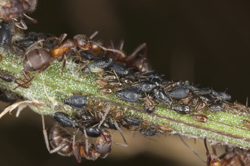Ants and aphids. Extreme close-up with high magnification.