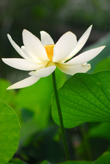 fior di loto fiori 525