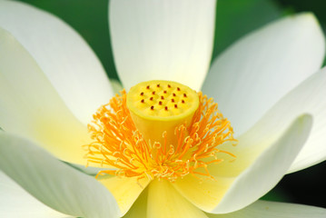 fior di loto fiori 527