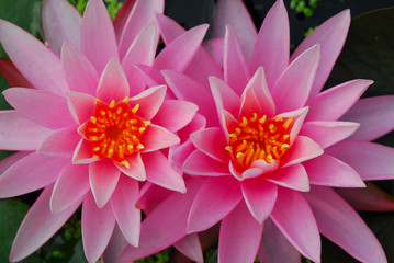 ninfea fiori 533