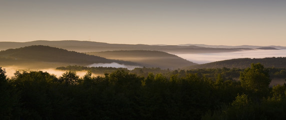 Forested Landscape at Dawn