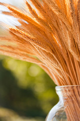 Wheat stalks in a vase