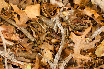Dry leaves and twigs