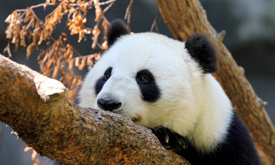 Fototapeta premium Panda Portrait