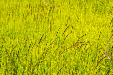 field of grass