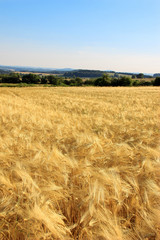 Summer Landscape with the Field of ripe Grain