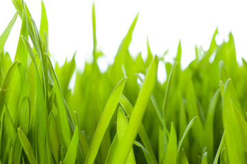 green grass