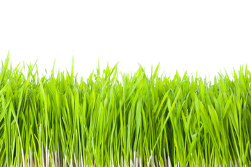 green grass